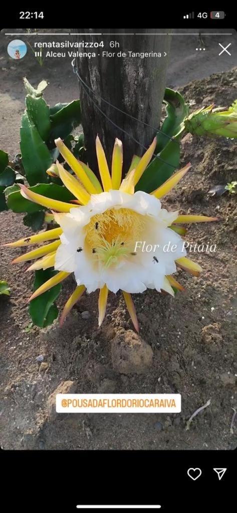 Pousada Flor Do Rio Caraíva Dış mekan fotoğraf